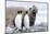 South Georgia, Salisbury Plain, king penguin, southern elephant seal-Ellen Goff-Mounted Photographic Print