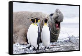 South Georgia, Salisbury Plain, king penguin, southern elephant seal-Ellen Goff-Framed Stretched Canvas