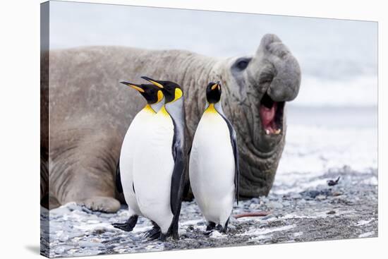 South Georgia, Salisbury Plain, king penguin, southern elephant seal-Ellen Goff-Stretched Canvas