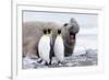 South Georgia, Salisbury Plain, king penguin, southern elephant seal-Ellen Goff-Framed Photographic Print