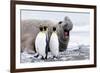 South Georgia, Salisbury Plain, king penguin, southern elephant seal-Ellen Goff-Framed Photographic Print