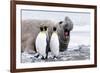 South Georgia, Salisbury Plain, king penguin, southern elephant seal-Ellen Goff-Framed Photographic Print