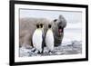 South Georgia, Salisbury Plain, king penguin, southern elephant seal-Ellen Goff-Framed Photographic Print