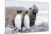 South Georgia, Salisbury Plain, king penguin, southern elephant seal-Ellen Goff-Mounted Photographic Print