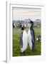 South Georgia. Salisbury Plain. King Penguins, Aptenodytes Patagonicus-Inger Hogstrom-Framed Photographic Print