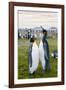 South Georgia. Salisbury Plain. King Penguins, Aptenodytes Patagonicus-Inger Hogstrom-Framed Photographic Print