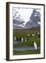 South Georgia. Salisbury Plain. King Penguins, Aptenodytes Patagonicus-Inger Hogstrom-Framed Photographic Print