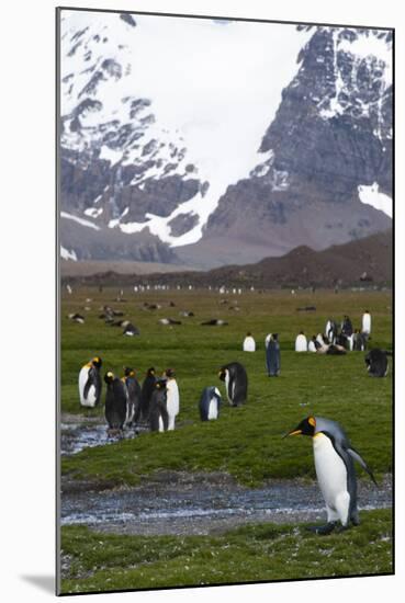 South Georgia. Salisbury Plain. King Penguins, Aptenodytes Patagonicus-Inger Hogstrom-Mounted Photographic Print