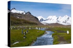 South Georgia. Salisbury Plain. King Penguins, Aptenodytes Patagonicus-Inger Hogstrom-Stretched Canvas