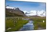 South Georgia. Salisbury Plain. King Penguins, Aptenodytes Patagonicus-Inger Hogstrom-Mounted Photographic Print