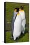 South Georgia. Salisbury Plain. King Penguins, Aptenodytes Patagonicus-Inger Hogstrom-Stretched Canvas