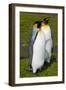 South Georgia. Salisbury Plain. King Penguins, Aptenodytes Patagonicus-Inger Hogstrom-Framed Photographic Print