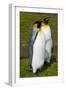 South Georgia. Salisbury Plain. King Penguins, Aptenodytes Patagonicus-Inger Hogstrom-Framed Photographic Print