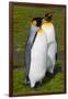 South Georgia. Salisbury Plain. King Penguins, Aptenodytes Patagonicus-Inger Hogstrom-Framed Photographic Print