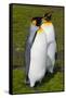South Georgia. Salisbury Plain. King Penguins, Aptenodytes Patagonicus-Inger Hogstrom-Framed Stretched Canvas
