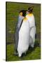 South Georgia. Salisbury Plain. King Penguins, Aptenodytes Patagonicus-Inger Hogstrom-Stretched Canvas