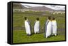 South Georgia. Salisbury Plain. King Penguins, Aptenodytes Patagonicus-Inger Hogstrom-Framed Stretched Canvas