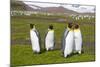 South Georgia. Salisbury Plain. King Penguins, Aptenodytes Patagonicus-Inger Hogstrom-Mounted Photographic Print