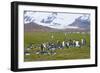 South Georgia. Salisbury Plain. King Penguins, Aptenodytes Patagonicus-Inger Hogstrom-Framed Photographic Print