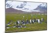 South Georgia. Salisbury Plain. King Penguins, Aptenodytes Patagonicus-Inger Hogstrom-Mounted Photographic Print