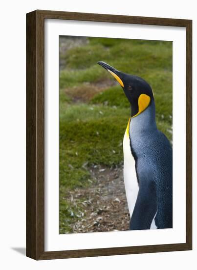 South Georgia. Salisbury Plain. King Penguins, Aptenodytes Patagonicus-Inger Hogstrom-Framed Photographic Print