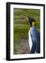 South Georgia. Salisbury Plain. King Penguins, Aptenodytes Patagonicus-Inger Hogstrom-Framed Photographic Print