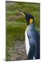 South Georgia. Salisbury Plain. King Penguins, Aptenodytes Patagonicus-Inger Hogstrom-Mounted Photographic Print