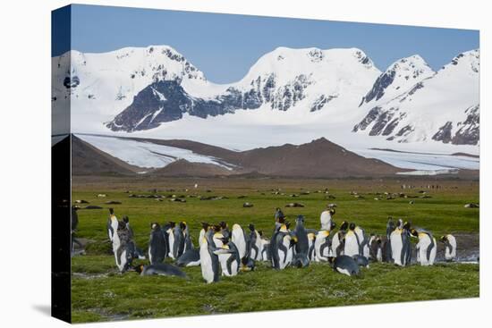 South Georgia. Salisbury Plain. King Penguins, Aptenodytes Patagonicus-Inger Hogstrom-Stretched Canvas