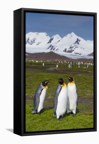 South Georgia. Salisbury Plain. King Penguins, Aptenodytes Patagonicus-Inger Hogstrom-Framed Stretched Canvas