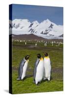 South Georgia. Salisbury Plain. King Penguins, Aptenodytes Patagonicus-Inger Hogstrom-Stretched Canvas