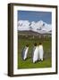 South Georgia. Salisbury Plain. King Penguins, Aptenodytes Patagonicus-Inger Hogstrom-Framed Photographic Print