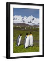 South Georgia. Salisbury Plain. King Penguins, Aptenodytes Patagonicus-Inger Hogstrom-Framed Photographic Print