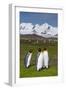 South Georgia. Salisbury Plain. King Penguins, Aptenodytes Patagonicus-Inger Hogstrom-Framed Photographic Print