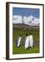 South Georgia. Salisbury Plain. King Penguins, Aptenodytes Patagonicus-Inger Hogstrom-Framed Photographic Print