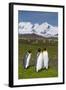 South Georgia. Salisbury Plain. King Penguins, Aptenodytes Patagonicus-Inger Hogstrom-Framed Photographic Print