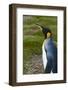 South Georgia. Salisbury Plain. King Penguins, Aptenodytes Patagonicus-Inger Hogstrom-Framed Photographic Print