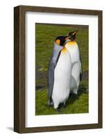 South Georgia. Salisbury Plain. King Penguins, Aptenodytes Patagonicus-Inger Hogstrom-Framed Photographic Print