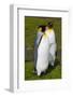 South Georgia. Salisbury Plain. King Penguins, Aptenodytes Patagonicus-Inger Hogstrom-Framed Photographic Print