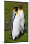 South Georgia. Salisbury Plain. King Penguins, Aptenodytes Patagonicus-Inger Hogstrom-Mounted Photographic Print