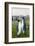 South Georgia. Salisbury Plain. King Penguins, Aptenodytes Patagonicus-Inger Hogstrom-Framed Photographic Print