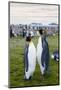 South Georgia. Salisbury Plain. King Penguins, Aptenodytes Patagonicus-Inger Hogstrom-Mounted Photographic Print