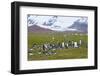 South Georgia. Salisbury Plain. King Penguins, Aptenodytes Patagonicus-Inger Hogstrom-Framed Photographic Print