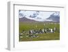 South Georgia. Salisbury Plain. King Penguins, Aptenodytes Patagonicus-Inger Hogstrom-Framed Photographic Print