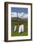 South Georgia. Salisbury Plain. King Penguins, Aptenodytes Patagonicus-Inger Hogstrom-Framed Photographic Print