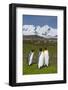 South Georgia. Salisbury Plain. King Penguins, Aptenodytes Patagonicus-Inger Hogstrom-Framed Photographic Print