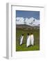 South Georgia. Salisbury Plain. King Penguins, Aptenodytes Patagonicus-Inger Hogstrom-Framed Photographic Print