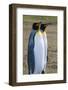 South Georgia. Salisbury Plain. King Penguins, Aptenodytes Patagonicus-Inger Hogstrom-Framed Photographic Print