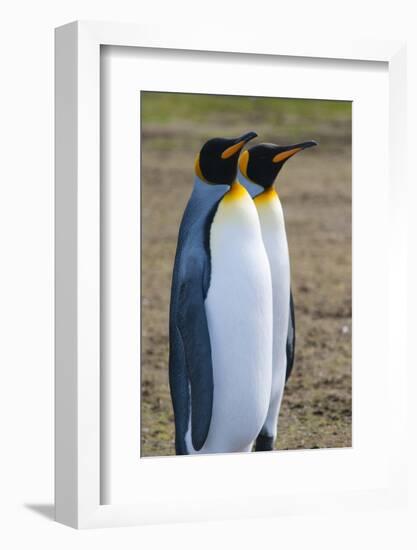 South Georgia. Salisbury Plain. King Penguins, Aptenodytes Patagonicus-Inger Hogstrom-Framed Photographic Print