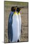 South Georgia. Salisbury Plain. King Penguins, Aptenodytes Patagonicus-Inger Hogstrom-Mounted Photographic Print