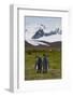 South Georgia. Salisbury Plain. King Penguins, Aptenodytes Patagonicus-Inger Hogstrom-Framed Photographic Print